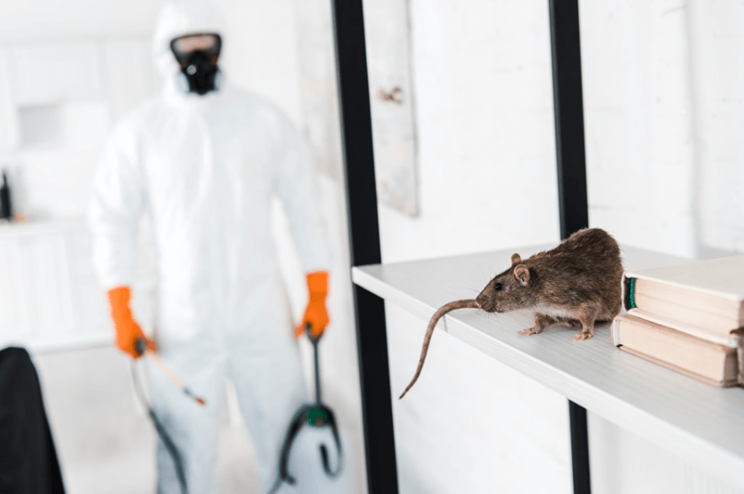 Exterminators Chelmsford: Safeguarding Schools and Homes