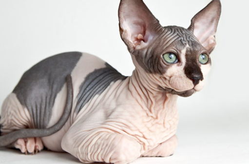 Everything You Need To Know About Finding The Perfect Sphynx Cat for Sale