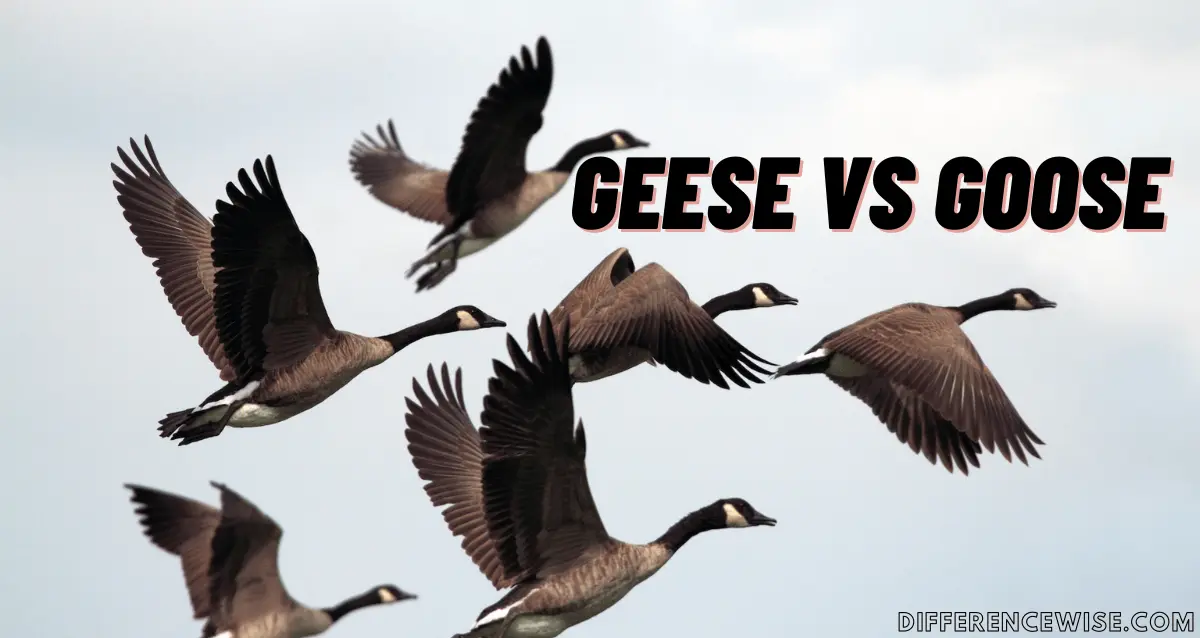 Goose vs Geese
