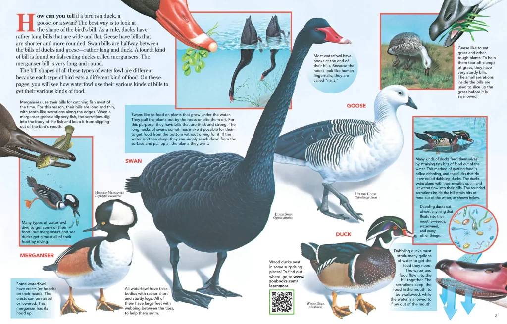 Geese vs Goose 
