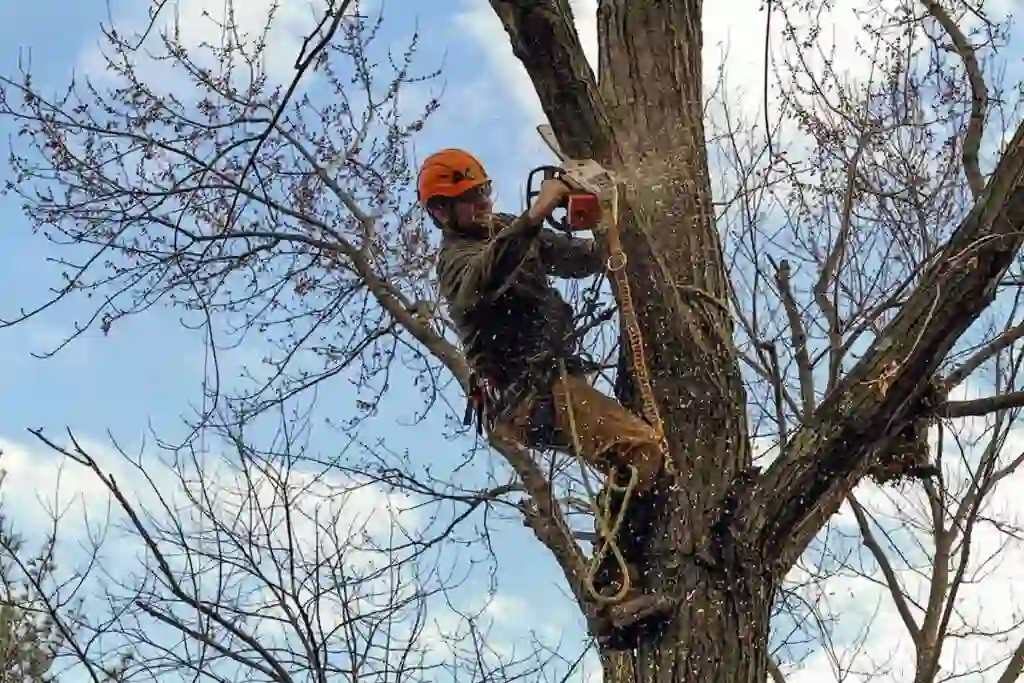 Tree Services in Bunker Hill: Enhancing Your Environment