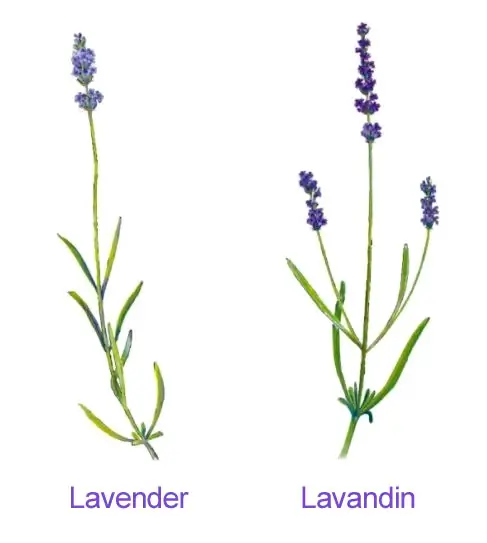 Lavandin vs Lavender