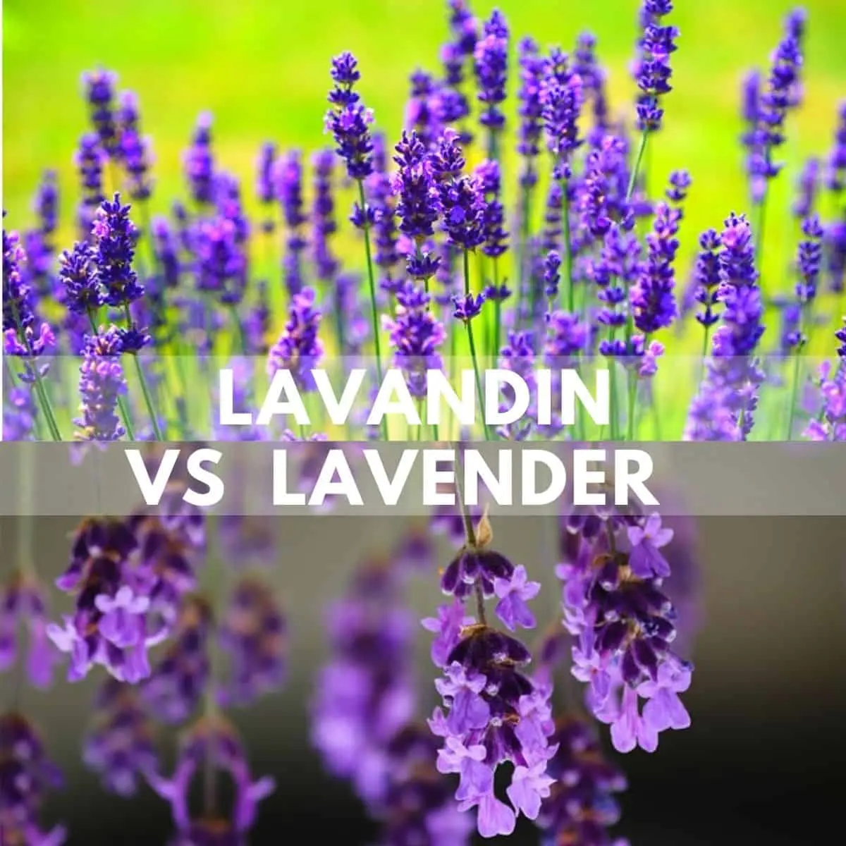Lavandin vs Lavender