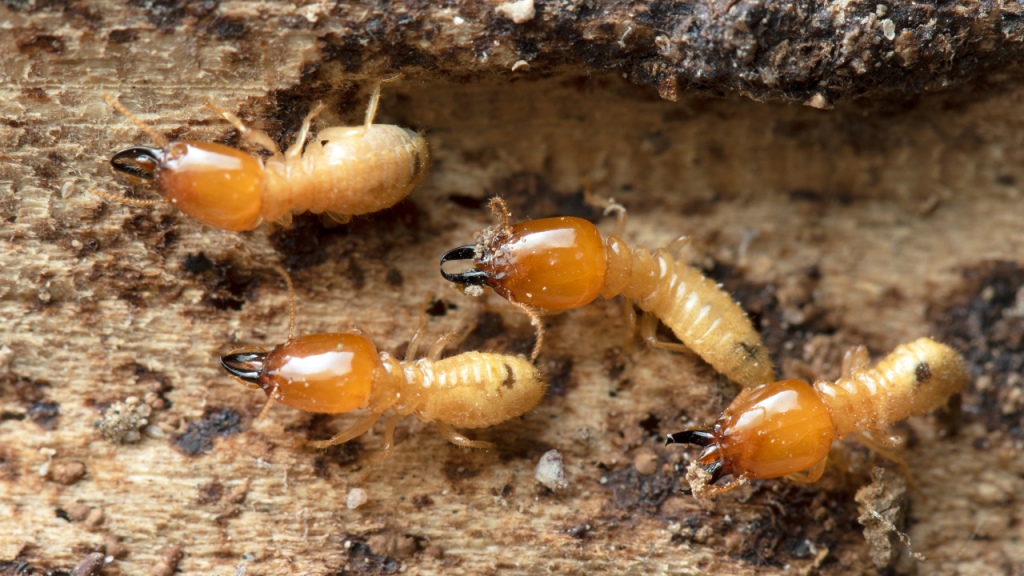 Why Termite Control is Essential for Homeowners