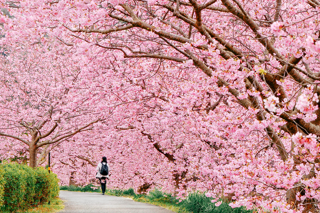 Cherry Blossom Season: Exploring Japan's Most Iconic Trees
