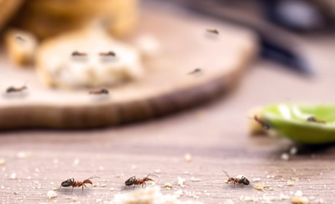 the Professional Cleaner’s Strategy Against Pesky Pests