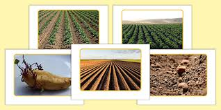 The Potato's Development: From Field To Fork