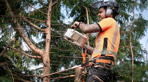 Arborist in Gold Coast