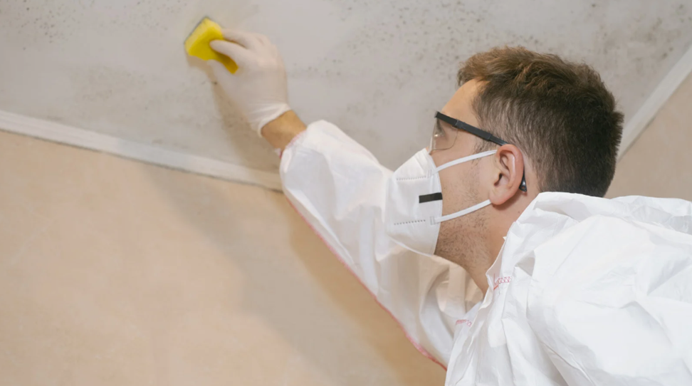 The Link Between Mold Remediation and Relief from Chronic Sinus Issues