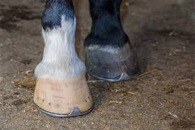 What Are Common Indicators of Navicular Symptoms in Horses?