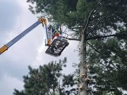 How to Find the Right Tree Service Company in Granger, Indiana?