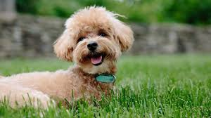 5 Tips for Raising a Well-Behaved Puppy