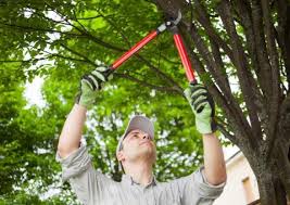 Safe Practices for Tree Removal: Protecting Yourself and Your Property