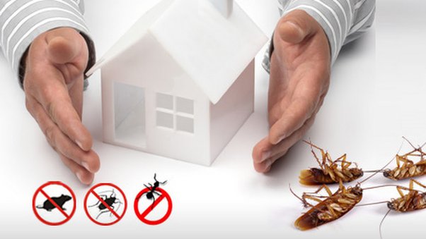 Safe and Effective Solutions for Common Household Pests