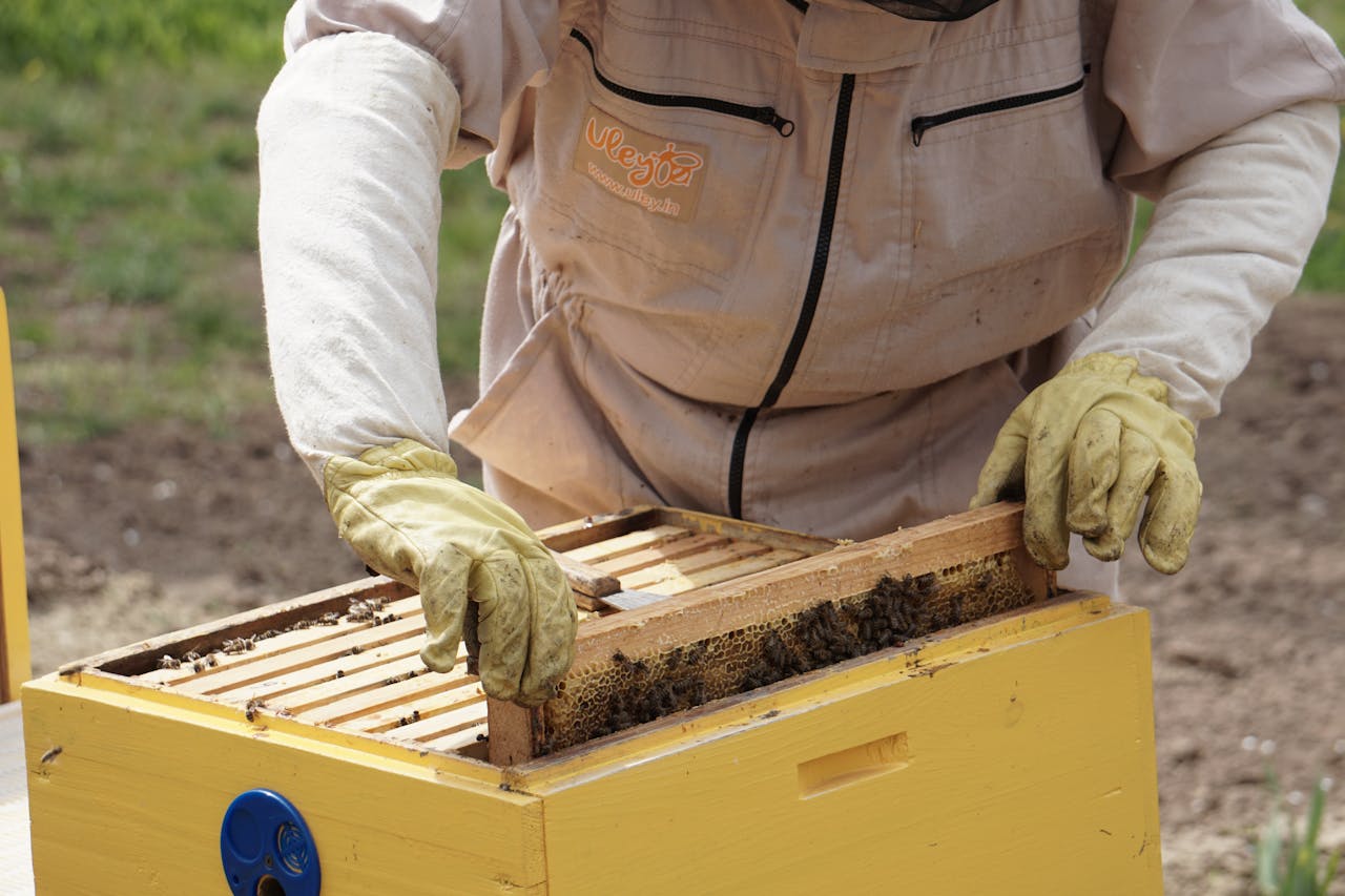 If You Want Natural Honey, Why Not Raise Your Own Bees: Here's How